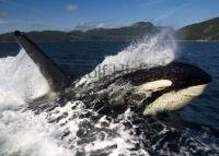 Killer Whale surfing beside a whale watching boat in Johnstone Strait, near Telegraph Cove in British Columbia, Canada.