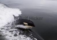 This image was captured during a whale watching Trip in Johnstone Strait, British Columbia from Northern Vancouver Island.