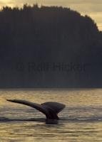 The tail of a humpback whale disappearing into the calm waters near Port McNeill in British Columbia, Canada.