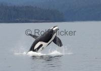 Large male Orca killer whale is lifting its full body out of the water (breaching) near Port Hardy Bay, Vancouver Island, Canada.
