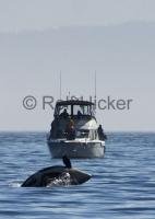 An orca whale breaches in front of a whale watching boat in the famous Johnstone Strait of BC, British Columbia.