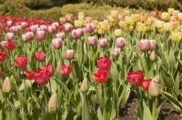 The blooms at the Cullen Gardens and Miniature Village in Whitby Canada are just beautiful.