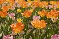 Some of the tulip flowers at the Cullen Gardens and Miniature Village.