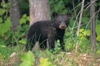 The cute face of this baby black bear is what wildlife is all about in Ontario, Canada.