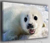Cute Baby Seal