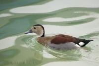 A cute little duck floats aimlessly around its habitat at L'Oceanografic in Valencia, Spain in Europe.