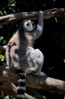 The Ring-tailed Lemur is a cute animal which can be found at the Auckland Zoo in New Zealand.
