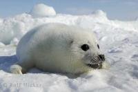 One look at these cute baby animals is enough to want to put an end to the brutal harp seal hunt in the Gulf of St Lawrence, Canada.