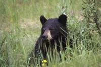 A cute black bear peers out from behind the long grass in British Columbia, Canada.