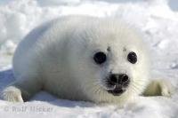 The Harp Seal puppies on the ice floes of the Gulf of St Lawrence definitely fall into the category of cute animals.