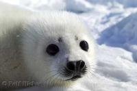 Portrait of a cute puppy white harp seal.