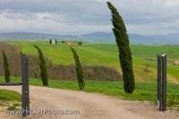 Along the country road through the Region of Tuscany, Italy in Europe, tall Cypress trees adorn the roadside with their pointed shapes.