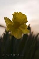 A beautiful single daffodil along the Niagara Parkway in Ontario, Canada