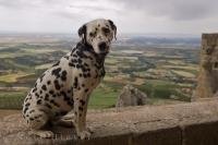 Typically, a Dalmatian is a dog which is people orientated and they do well being around people.