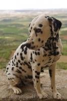 A Dalmatian puppy poses on a wall pretending to be king of the castle at the Castillo de Loarre in Huesca, Aragon in Spain, Europe.