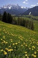 Dandelions blanket a field in South Tirol, Italy with the Dolomite mountain range surrounding the countryside.