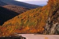 A picture of the deciduous forest in Nova Scotia along the Cabot Trail in the Cape Breton Highlands National Park.