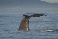 Photo of deep sea animals, an Sperm Whale photographed on a whale watching tour of the South Island of New Zealand