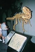 One of the dinosaur skeleton exhibits at the Royal Tyrrell Museum of Palaeontology in Drumheller Valley of Alberta, Canada.