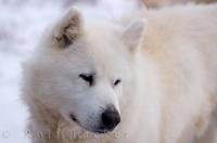 A breed which was once close to extinction, the Canadian Eskimo Dog has now increased in numbers since the 1970's.