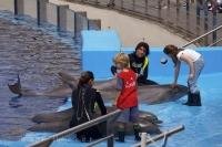Interaction with a dolphin is a great learning experience for kids and adults, as these these kids at the L Oceanografic in Valencia, Spain get to find out.