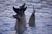 The Bottlenose Dolphins at the L'Oceanografic in the city of Valencia, in Spain, Europe show off their flukes for the audience.