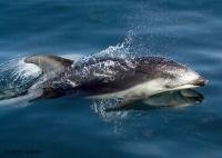 Pacific white sided dolphins can be seen off the British Columbia coast in Western Canada.
