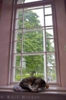 A domestic cat who resides at the Grand Pre National Historic Site in Nova Scotia, Canada, loves to spend his sleeping hours in the church window on a soft cushion.