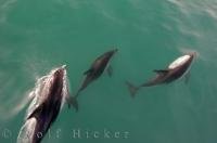 The calm, green waters off Kaikoura in New Zealand give passengers a clear view of the Dusky Dolphins on this tour.