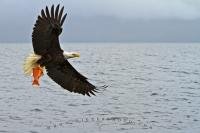 Large bald eagle in flight over the ocean with a fresh caught red snapper fish in his talons, photographed at the Great Bear Rainforest, British Columbia coast, Canada.