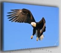 Eagle Turning in Flight