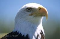 A bald eagle is a portrait of strength and power is the national emblem of the USA.