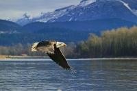 Bald Eagle flying above Squamish River