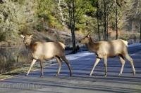 A couple of Roosevelt Elk cross the road in the Hoh Rainforest area of the Olympic National Park of Washington, USA.