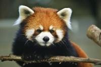 Stock photo of one of the mammals found on the Endangered Animal List a cute Red Panda.
