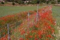 Red poppies border the wheat fields in the European countryside near Morella, Valencia in Spain, Europe.