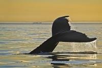 Humpback Whale Tail at sunset, beyond the sea