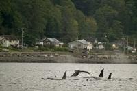 Whale watching is a popular tourist activity on Northern Vancouver Island