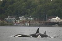 Whale watching Offshore Killer Whales in Front of Alert Bay