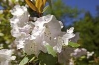 Ronnings Garden on Northern Vancouver Island has an exotic display of flowers and trees from around the world.