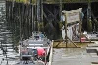 Fisherman weigh their catch on the dock in Winter Harbour on Northern Vancouver Island in British Columbia, Canada.