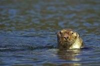 A sea otter investigates the above water world in Nootka Sound on Vancouver Island in British Columbia, Canada.