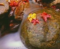 A typical fall scene in New Brunswick, a small flowing water stream is running over a large boulder, surrounded by colorful fall leaves in Bay of Fundy National Park, New Brunswick, Canada.