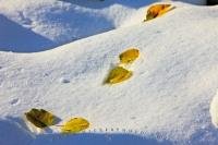 Like a trail of breadcrumbs on the fresh snow, the pretty leaves in this picture are tinged with colours of fall which contrast against the bright white snow during early winter in Waterton Lakes National Park, Alberta, Canada.