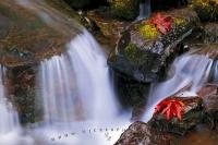 Colorful red fall leaves framing the cascading flowing water of a little stream in Olympic National Park near Quinault Lake on the Olympic Peninsula in Washington State, USA.