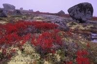 The large boulders and granite landscapes of the Lighthouse route near Peggy's Cove in Nova Scotia are accentuated by the fall colours and mist.