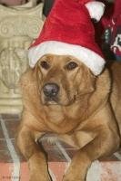 A comical picture of a ginger coloured labrador dog wearing a christmas hat, lying on the hearth of a fireplace.