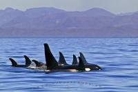 A large Orca whale family pod traveling in front of the scenic coast mountains of British Columbia in western Canada.