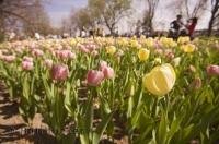 The Ottawa Tulip Festival is held every spring and is a major annual event in Ontario, Canada.