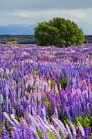 Like a scene from a beautiful floral painting, a field in Fiordland National Park on the South Island of New Zealand, is blanketed by colourful lupins.